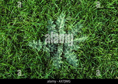 Spear thistle Cirsium vulgare pianta in rosette di loglio ley Foto Stock