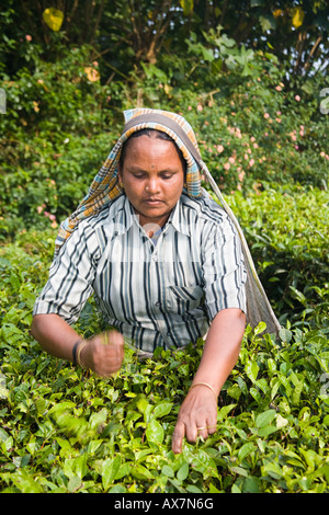 Donna di foglie di prelievo dalla pianta del tè, del Periyar Connemara station wagon, Vandiperiyar, Kerala, India Foto Stock