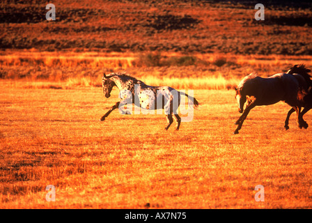 Cavalli in esecuzione e scorazzare in campo durante i primi golden. La luce del mattino Foto Stock