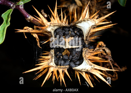 Testa di seme di Thorn apple o Jimson weed (Datura stramonium) Foto Stock