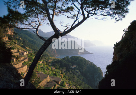 Vista sul litorale e soleggiati terrazzi di coltivazione, Banyalbufar, Serra de Tramuntana, Maiorca, SPAGNA Foto Stock