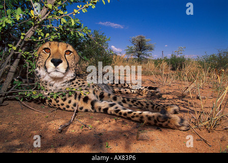 Un ghepardo in appoggio all'ombra di una boccola, Fondazione Africat, l'Okonjima, Namibia, Africa Foto Stock