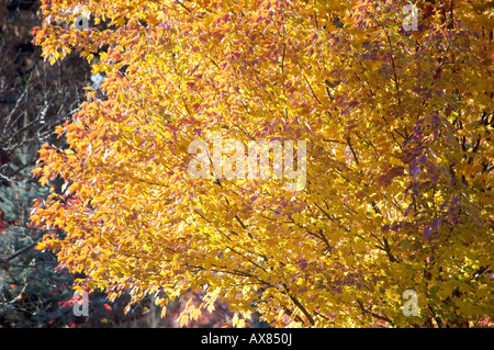 Foglie di autunno a colori, Cedar Lake, Indiana, Nord America. Foto Stock