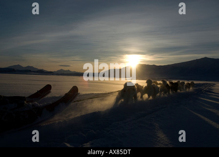 Cani da slitta essendo tirato da groenlandese huskies danese Forze Speciali cane Sirius Patrol Mestersvig nord est della Groenlandia inverno Foto Stock
