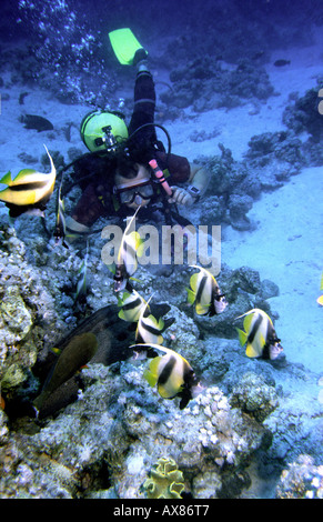 Egitto Mare Rosso subacqueo guardando Murena Gigante tra la scolarizzazione bannerfish Foto Stock