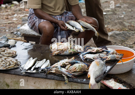 Pescivendolo con display di pescato del pesce all aria aperta al mercato del pesce sulla banchina Fort kochi Beach Cochin Kerala India del Sud