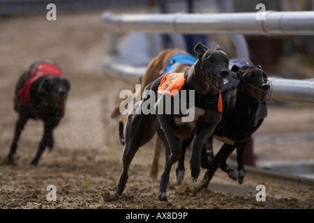 Il Greyhound Racing a Oxford Foto Stock