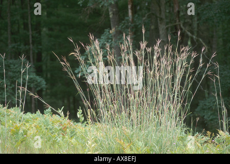 Big Bluestem, Andropogon gerardii Foto Stock