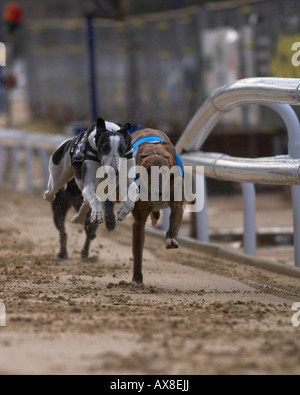 Il Greyhound Racing a Oxford Foto Stock