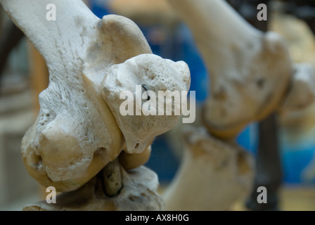 Oxford University Museum di Storia Naturale compresa la Pitt Rivers collection Foto Stock