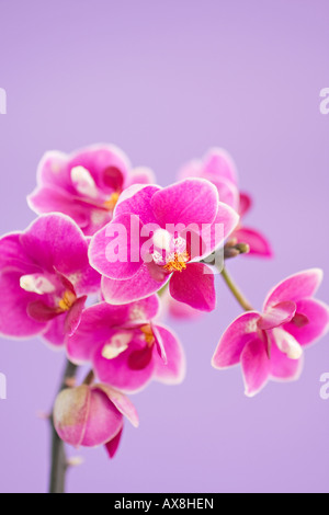 Ritratto di rosa profondo Moth Orchidea (Phalaenopsis) fiori in primavera Foto Stock