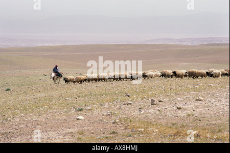 Un pastore Bedhouin su un asino conduce il suo gregge in una linea lunga attraverso il vuoto di rifiuti del deserto siriano in Siria Foto Stock