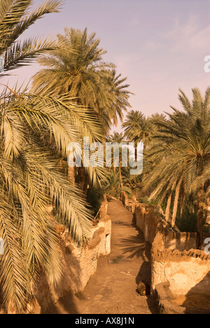 Palm alberi che fiancheggiano una strada nella vecchia città di Ghadames Libia un sito Patrimonio Mondiale dell'UNESCO Foto Stock