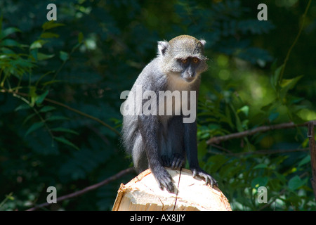 SYKES MONKEY Cercopithecus albogularis mitis, Foto Stock