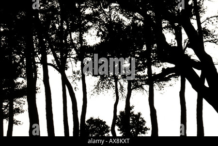 Silhouette di alberi sulla costa spagnola (Black & White immagine) Foto Stock