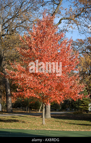 Il colore di caduta di alberi come passa Estate & autunno inizia, Cedar Lake, Indiana, Stati Uniti d'America. Foto Stock