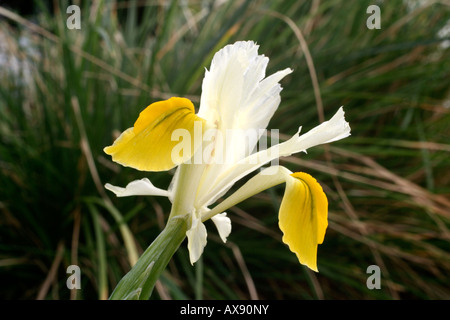 IRIS IRIS BUCHARICA ORCHOIDES CARRIERE a metà marzo Foto Stock