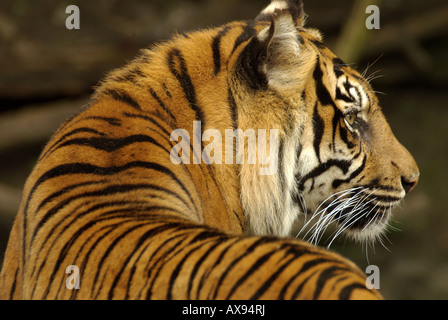 Tigre del Bengala, Panthera tigris bengalensis. Foto Stock