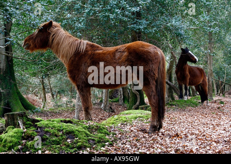New Forest pony alimentazione nel bosco, Brockenhurst, New Forest National Park Foto Stock
