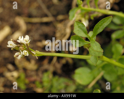 Hairy Bitter crescione, cardamine hirsuta Foto Stock