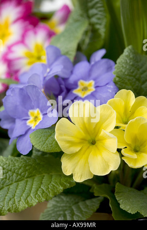 Miscelati primule Primula vulgaris Foto Stock