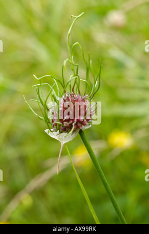 Cipolle selvatiche, allium vineale Foto Stock