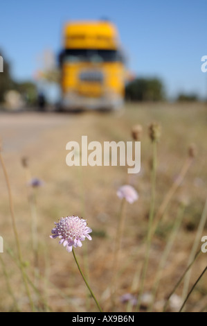 Un fiore cresce dal lato del porto Wakefield Road alla luce inferiore, con un Kenworth parcheggiato in background. Foto Stock