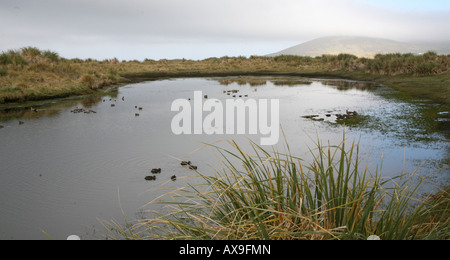 Un fresco laghetto di acqua al mattino Foto Stock