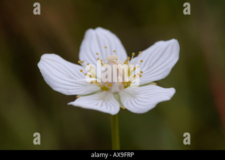 Erba di Parnassus close up Parnassia palustris Scotland Regno Unito Foto Stock