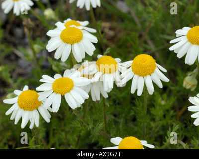 Mais, camomilla anthemis arvense Foto Stock