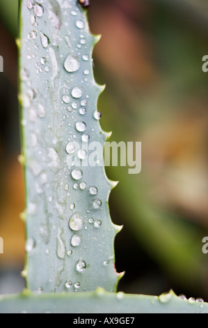 Gocce di pioggia sulla pianta di cactus Foto Stock