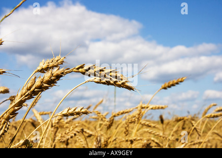 Campo di grano in giorno di estate Foto Stock