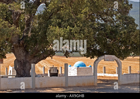 Israele, Bassa Galilea, la tomba di Rabbi Aba Halafta, Monte Tabor quercia (Quercus ithaburensis) stimato a 600 anni Foto Stock