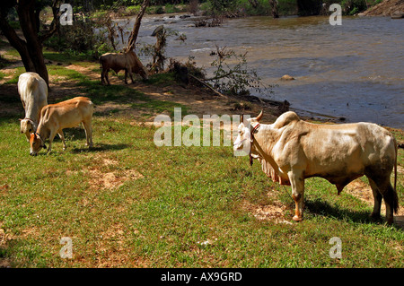 Il bestiame a Elephant training camp Chiang Dao vicino a Chiang Mai Thailandia Ott 2005 Foto Stock