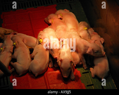 Suinetti neonati in appoggio stabile su moderna fattoria sotto una luce speciale per mantenere il loro caldo Vorden gelderland Paesi Bassi Foto Stock