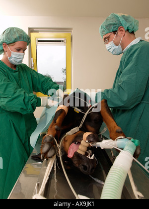 I veterinari veterinari operanti su un dobermann cane con utero infiammato nei Paesi Bassi Foto Stock