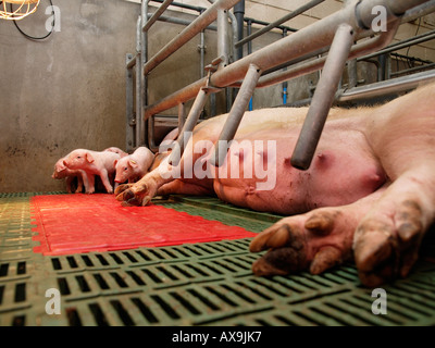 Una scrofa con lei i suinetti in un moderno allevamento di suini scena come visto dal punto di vista dei suinetti Vorden Gelderland paesi bassi Foto Stock