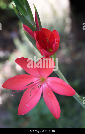 'Schizostylis coccinea' o [Kaffir lily] rosso gambo dei fiori e boccioli Foto Stock