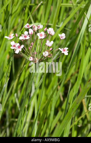 Butomas umbellatus Giunco fiorito Foto Stock