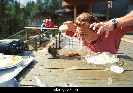Lo scoiattolo pizzicando il cibo da una piastra, Lodge, montagne rocciose, Alberta, Canada Foto Stock