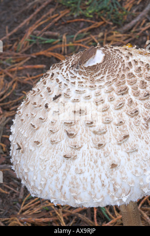 "Parasol Mushroom" [Lepiota procera] close-up di cap Foto Stock