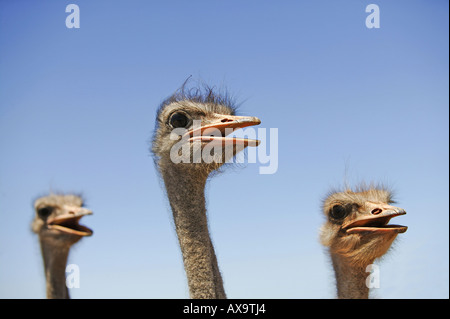 Gli struzzi a uno struzzo agriturismo vicino a Oudtshoorn, Western Cape, Sud Africa e Africa Foto Stock