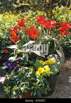 Contenitore crescente sul patio comprendente dei tulipani pansies e azalea Foto Stock