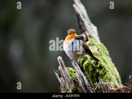 Robin europea con le piume increspato da una brezza Foto Stock