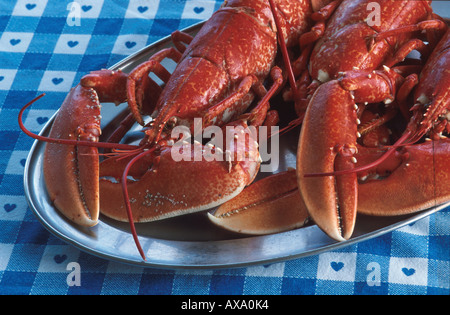 Due aragoste su una piastra, Alderney, Isole del Canale, Gran Bretagna Foto Stock