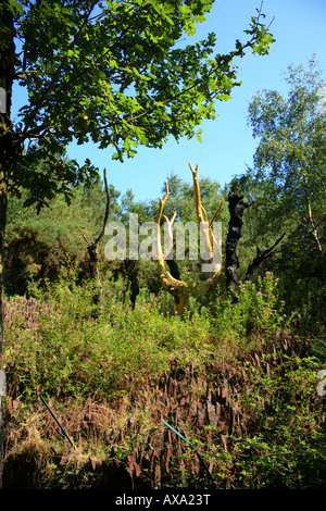 Albero d'oro (arbre d'Or di Francois Davin) in Val sans retour a Foret de Paimpont, Ille-et-Vilaine, Bretagna, Francia Foto Stock