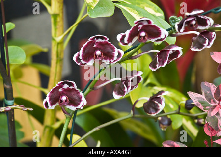 Orchidee viola sul display presso il San Diego Wild Animal Park. Foto Stock