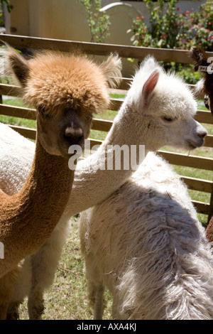 Alpaca in agriturismo in Paarl - allevati per essere venduti su e per la lana Foto Stock