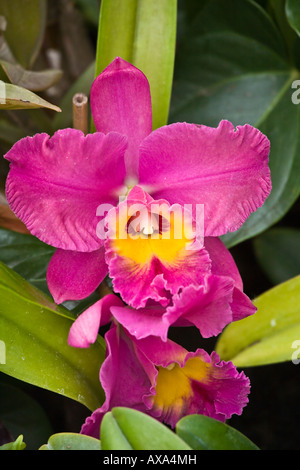 Orchidee viola sul display presso il San Diego Wild Animal Park. Foto Stock