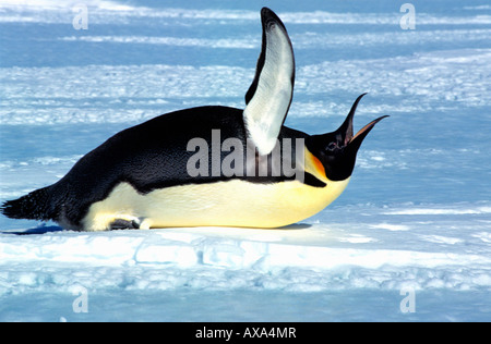 Manchot empereur Kaiserpinguin pinguino imperatore Aptenodytes forsteri adulto toboga durante la chiamata ed sbattere le sue ali anima Foto Stock
